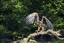 Juvenile White-tailed Sea Eagle (Haliaeetus albicilla) landing on a branch over a river, Feldberger Seenlandschaft, Mecklenburg-Vorpommern, Germany