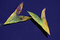 Two leaves of Arrowhead (Sagittaria sagittifolia), in the river Kurowka, Narew National Park, Poland