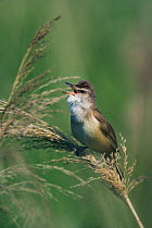 Great Reed Warbler (Acrocephalus arundinaceus) singing in top of reed, Bulgaria