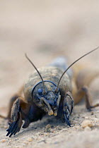 Portrait of European Mole Cricket (Gryllotalpa gryllotalpa) showing fossorial (modified for digging) legs, Zagrazden, Bulgaria