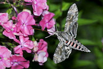 Convolvulus Hawk Moth (Agrius convolvuli) using long tongue to feed on nectar from garden phlox (Phlox paniculata), Austria