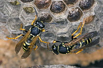 European Paper Wasps ( Polistes gallicus) at nest caring for larvae, Austria