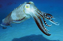 Broadclub cuttlefish (Sepia latimanus), male showing flamboyant colours during mating season. Borneo, Indonesia.