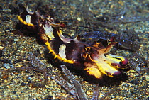 Flamboyant cuttlefish (Metasepia pfefferi). Female and much smaller male mating. New Guinea. Bright colouration is possibly a warning.