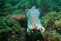 Giant cuttlefish (Sepia apama), male guarding a small female. Spencer Gulf, Wayalla, South Australia.