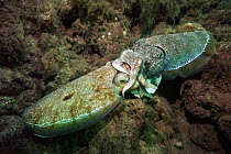 Giant cuttlefish (Sepia apama) mating. Spencer Gulf, Wayalla, South Australia.