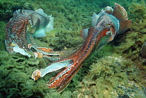 Giant cuttlefish (Sepia apama) males displaying while guarding their females to ward off other males, Spencer Gulf, Wayalla, South Australia.