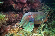 Giant cuttlefish (Sepia apama) male at rest.  Spencer Gulf, Wayalla, South Australia.
