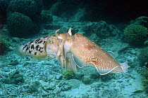 Broadclub cuttlefish (Sepia latimanus) mating. Borneo, Indonesia.