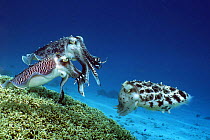 Broadclub cuttlefish (Sepia latimanus). Female depositing egg in branching fire coral, with two rival males warning each other off, ready to take posession of the female when she has finished laying h...