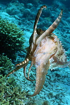 Broadclub cuttlefish (Sepia latimanus). Male warning photographer off. Borneo, Indonesia.