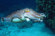 Broadclub cuttlefish (Sepia latimanus). Male showing some breeding colours during mating season. Borneo, Indonesia.
