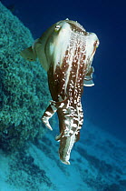 Broadclub cuttlefish (Sepia latimanus). Male showing breeding colours during mating season. Borneo, Indonesia.