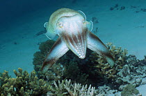 Broadclub cuttlefish (Sepia latimanus) hunting for fish and crustaceans: Rythmic bands of dark quickly pulsed along the body and arms. If viewed from the front these moving bands converge at the arm t...