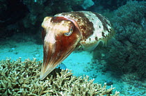Broadclub cuttlefish (Sepia latimanus). Female depositing egg in branching fire coral. Borneo, Indonesia.