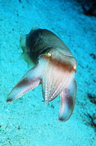 Broadclub cuttlefish (Sepia latimanus) hunting for fish and crustaceans: Rythmic bands of dark quickly pulsed along the body and arms. If viewed from the front these moving bands converge at the arm t...