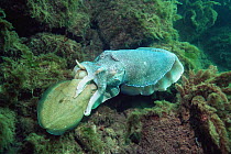 Giant cuttlefish (Sepia apama) mating.  Spencer Gulf, Wayalla, South Australia.