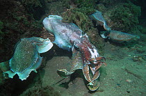 Giant cuttlefish (Sepia apama), large battle scarred male preventing an intruding male from approaching an egg-laying female, who has now been joined by a third male. Spencer Gulf, Wayalla, South Aust...