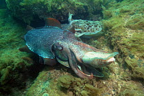 Giant cuttlefish (Sepia apama) mating. The large male in the foreground is with a very small female. Spencer Gulf, Wayalla, South Australia.