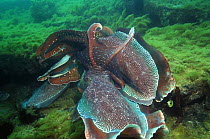 Giant cuttlefish (Sepia apama) fighting. Spencer Gulf, Wayalla, South Australia.