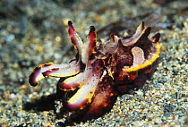 Flamboyant cuttlefish (Metasepia pfefferi). New Guinea. Bright colouration is possibly a warning.