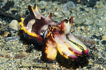 Flamboyant cuttlefish (Metasepia pfefferi). New Guinea. Bright colouration is possibly a warning.