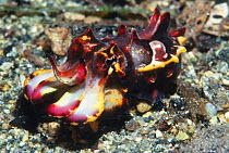 Flamboyant cuttlefish (Metasepia pfefferi). New Guinea. Bright colouration is possibly a warning. This species could actually have a poisonous bite