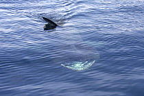 Basking shark (Cetorhinus maximus) filter feeding at surface near Isle of Canna, Scotland UK. June 2006