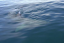 Basking shark (Cetorhinus maximus) filter feeding at surface near Isle of Canna, Scotland, UK. June 2006