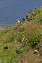 Atlantic puffins (Fratercula arctica) at breeding colony on Isle of Lunga, Treshnish Isles, Scotland UK. June 2006