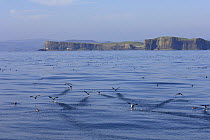 Large number of Manx shearwaters (Puffinus puffinus) taking off from sea surface, Isle of Staffa, Treshnish Isles, Scotland UK. June 2006