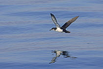 Manx shearwater (Puffinus puffinus) flying over calm sea, Isle of Staffa, Treshnish Isles, Scotland UK. June 2006