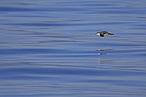 Manx shearwater (Puffinus puffinus) flying over calm sea surface, Isle of Staffa, Treshnish Isles, Scotland UK. June 2006