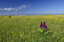 Machair in flower on island of Oronsay (RSPB reserve), Scotland UK. Northern marsh orchid (Dactlyorhiza pupurella), Meadow buttercup (Ranunculus acris) and Red clover (Trifolium pratense). June 2006