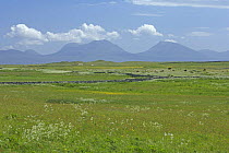Meadow with cow parsley. Corncrake habitat. Oronsay RSPB reserve, Isle of Oronsay, Scotland UK. "Paps of Jura" in distance. June 2006