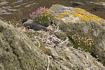 Juvenile Hooded crows (Corvus corone) in nest on seashore. Isle of Oronsay, Scotland UK. June 2006