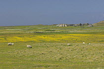 Sheep (Ovis aries) grazing separated by fence from machair in flower, Island of Oronsay (RSPB reserve), Scotland UK. June 2006