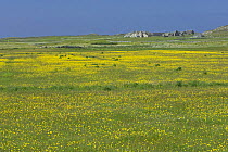 Machair in flower with Meadow buttercup (Ranunculus acris) on Island of Oronsay (RSPB reserve), Scotland UK. June 2006