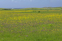 Machair in flower with Meadow buttercup (Ranunculus acris) and Red clover (Trifolium pratense), Island of Oronsay (RSPB reserve), Scotland UK. June 2006