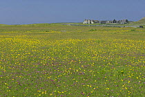 Machair in flower with Meadow buttercup (Ranunculus acris) and Red clover (Trifolium pratense), Island of Oronsay (RSPB reserve), Scotland, UK. June 2006