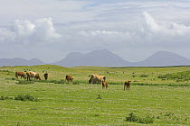 Luing cattle grazing on Isle of Oronsay RSPB reserve. Scotland UK. "Paps of Jura" in distance. June 2006