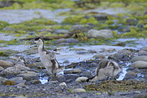 Shelduck (Tadorna tadorna) ducklings on rocky shore. Isle of Colonsay, Scotland UK. June 2006