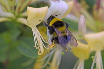 Small garden bumble bee (Bombus hortorum) pollinating Honeysuckle flower (Lonicera periclymenum). Bedfordshire, UK. July 2006