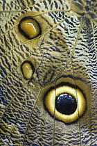 Eye spot on wing of owl butterfly (Caligo genus)
