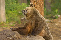 European brown bear (Ursus arctos) Finland, Scandinavia. June 2006