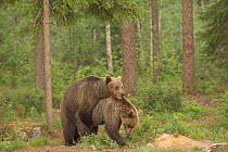 Young European brown bears (Ursus arctos) practice mating in taiga forest. Finland. June 2006