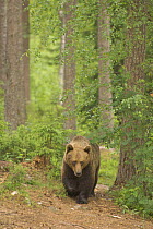 European brown bear (Ursus arctos) in taiga forest. Finland, Scandinavia. June 2006