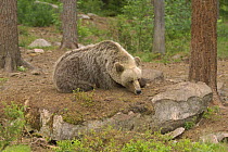European brown bear (Ursus arctos) asleep in taiga forest. Finland, Scandinavia. June 2006