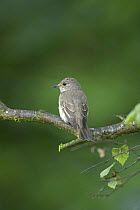 Spotted flycatcher (Muscicapa striata) perched in birch tree. Bedfordshire, UK. July 2006