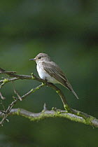 Spotted flycatcher (Muscicapa striata) perched in birch tree. Bedfordshire, UK. July 2006